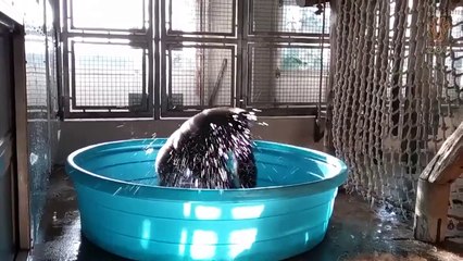 Скачать видео: Un gorille prend son bain en dansant sur la chanson 