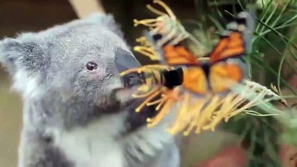 Download Video: Cute Koalas Playing  Funny Koala Bears [Funny Pets]