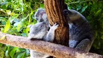 Cute Koalas Playing  Funny Koala Bears [Funny Pets]