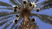 Low Angle Shot Of Date Palm Tree