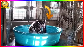 Un gorille danse sur la music « Maniac » de flashdance pendant son bain !