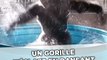 Un gorille s'éclate en dansant dans sa piscine