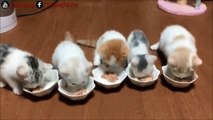 Tan Chảy Với Những Chú Mèo Dễ Thương | Phần 5 ᴴᴰ ✔