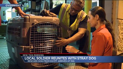 下载视频: Soldier Reunited With Stray Dog Rescued She Rescued in Egypt