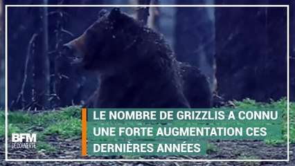 Dans le Yellowstone, les ours ne sont plus protégés et pourront être chassés