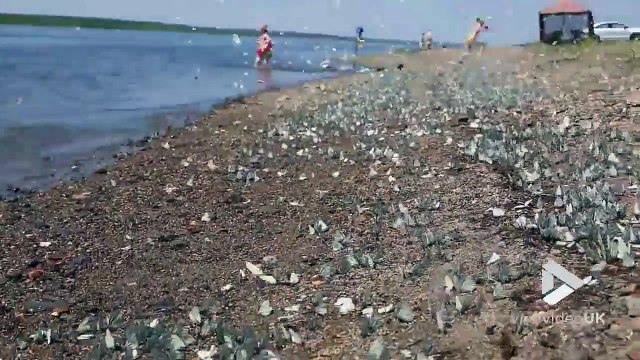 Des milliers de papillons sur une plage en Angleterre !