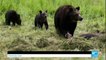 Yellowstone : les ours grizzly retirés de la liste des animaux protégés