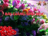 Bai giang Sinh hoc 9 - Bai 3 Lai Mot Cap Tinh Trang (tiep theo)