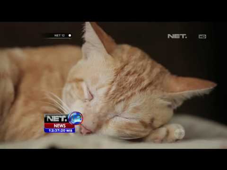 Promo Lentera Indonesia: Sekolah Berkebutuhan Khusus di Kendal - NET12