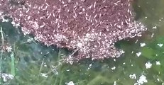 Fire Ants Cling Together to Form Raft in Cindy Floodwaters