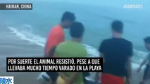 ¡Muestra de valor! Los hombres que rescataron un tiburón ballena encallado en China