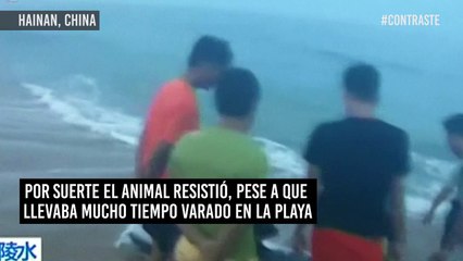 ¡Muestra de valor! Los hombres que rescataron un tiburón ballena encallado en China