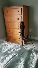 Loki, le chat, se cache dans le tiroir