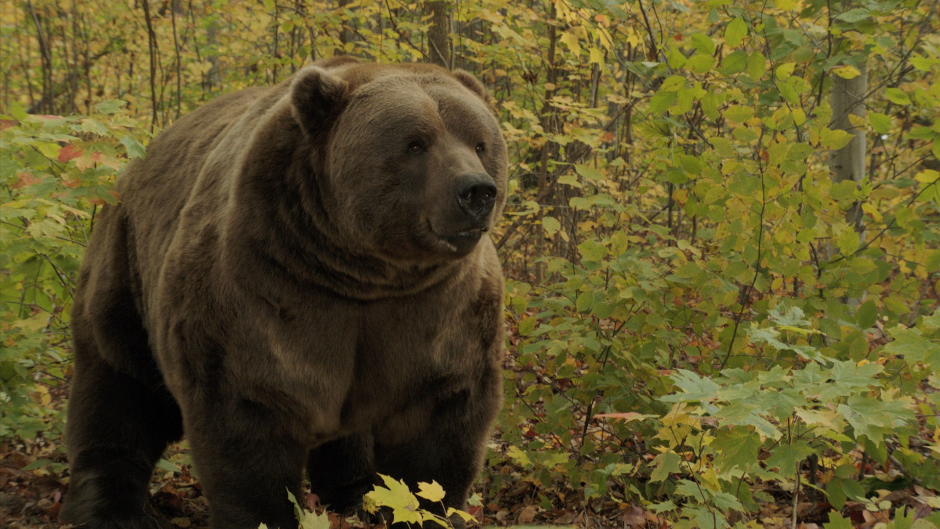 ⁣Yellowstone Grizzly Bears No Longer Endangered