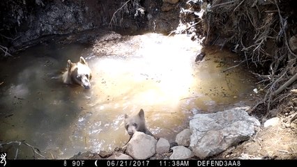 Momma Bear and Cub Cool Down in Forest Ranch, California