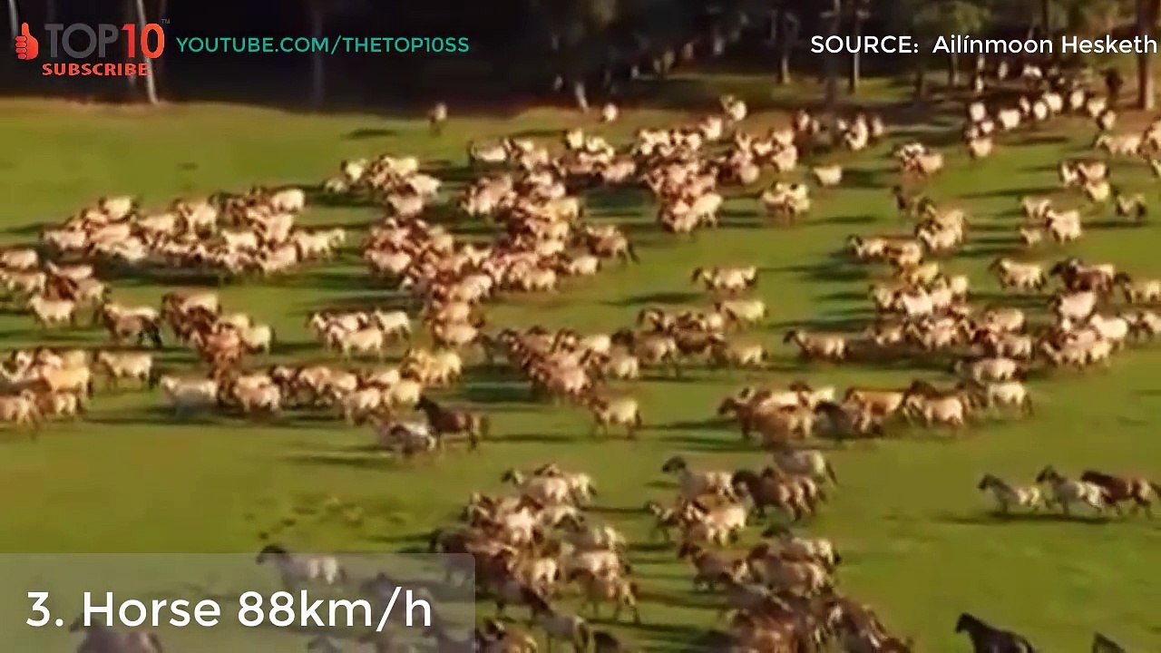 THE TOP 10 || TOP 10 FASTEST LAND ANIMALS IN THE WOLRD || When fastest animals fight