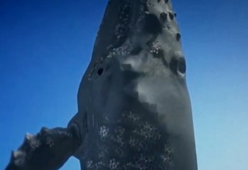 Últimos detalles sobre la embarcación que fue hundida por una ballena