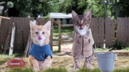 Academy Awards With Cats