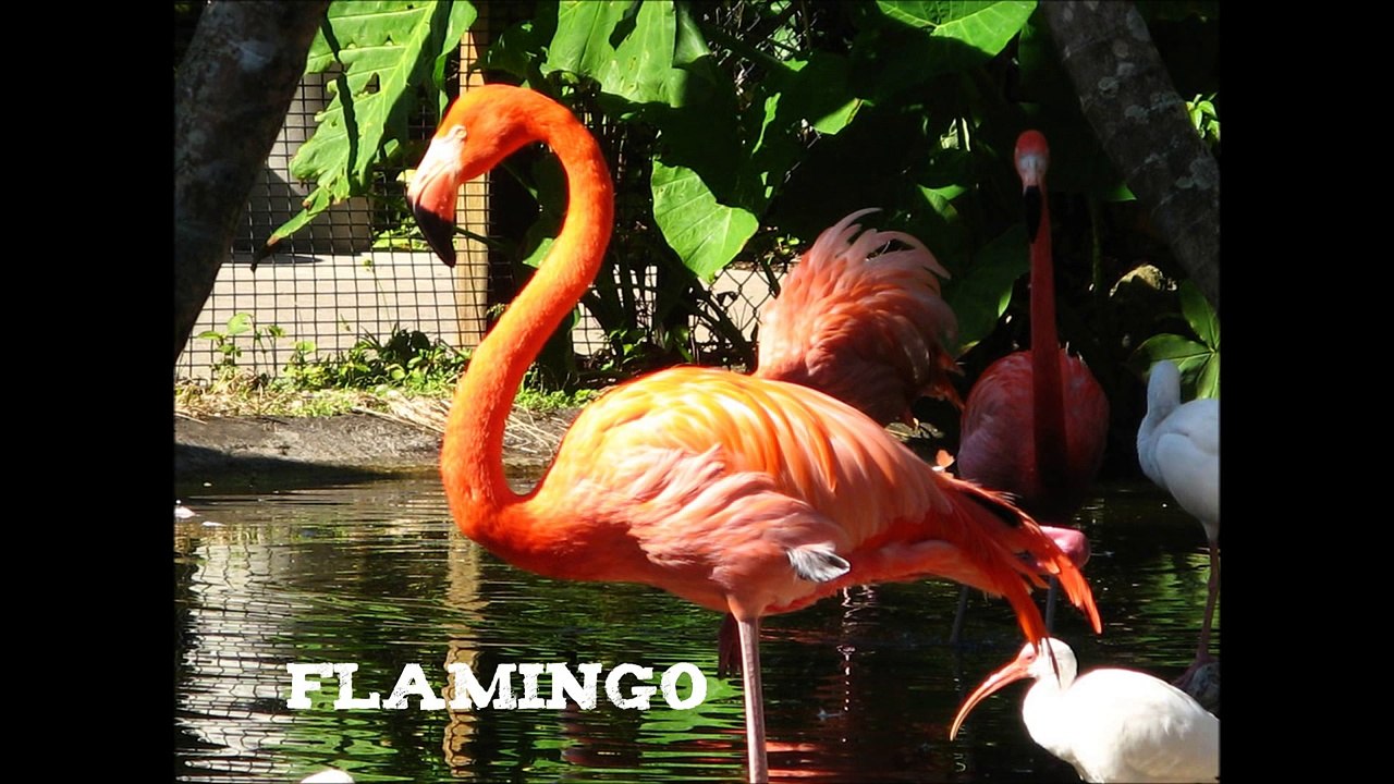 Le Entrainer animaux chanson chanson pour enfants et enfants enfants la télé