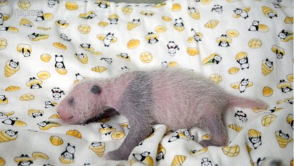 "C'est une fille!": le zoo de Tokyo célèbre la naissance d'un bébé panda