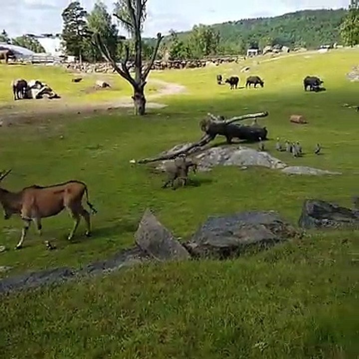 Baby Elephant takes tumble while playing with birds