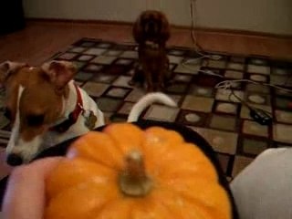 Pumpkins, the new BALL