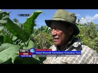 Ribuan Petani Harapkan Harga Tembakau Ikut Naik - NET12