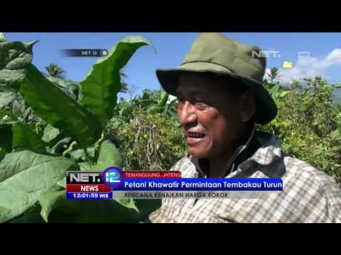 Ribuan Petani Harapkan Harga Tembakau Ikut Naik - NET12