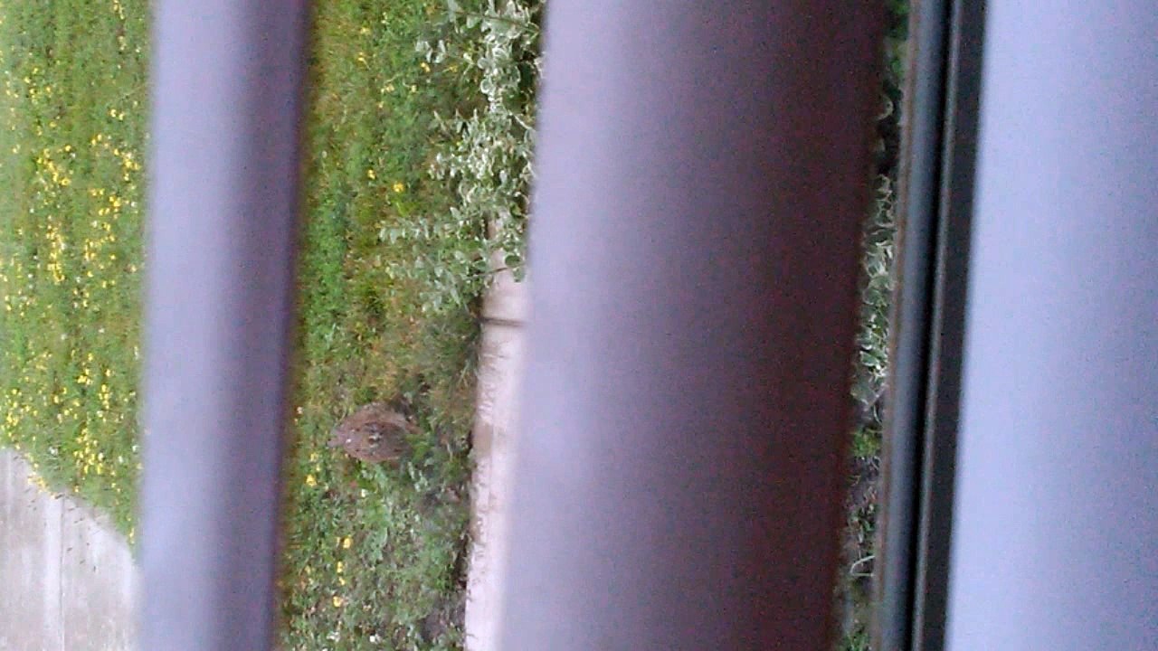 BROWN BUNNY AROUND NOON / BY CHARLENE /  6-23-17