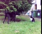 Big Boxador Dog Gets Owned By Cat - Funny Cats Funny Dogs Videos | #Funny_Animals
