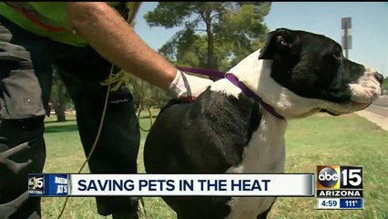 Bad week for homeless pets suffering as temperatures soar