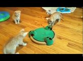 FUNNY Cats | Best FUNNY Cat Videos Ever  | FUNNY Kitty Cat Vines Compilation №53
