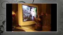 funny cat viewing tv