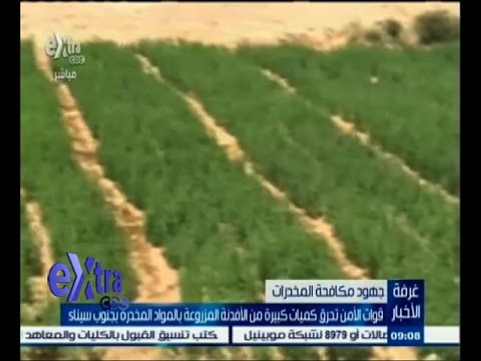 #غرفة_الأخبار |  قوات الأمن تحرق كميات كبيرة من الافدنة المزروعة بالمواد المخدرة بجنوب سيناء