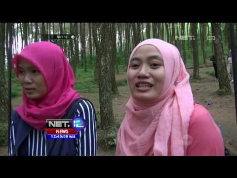 Wisata Top Selfie di Hutan Pinus Merbabu - NET12