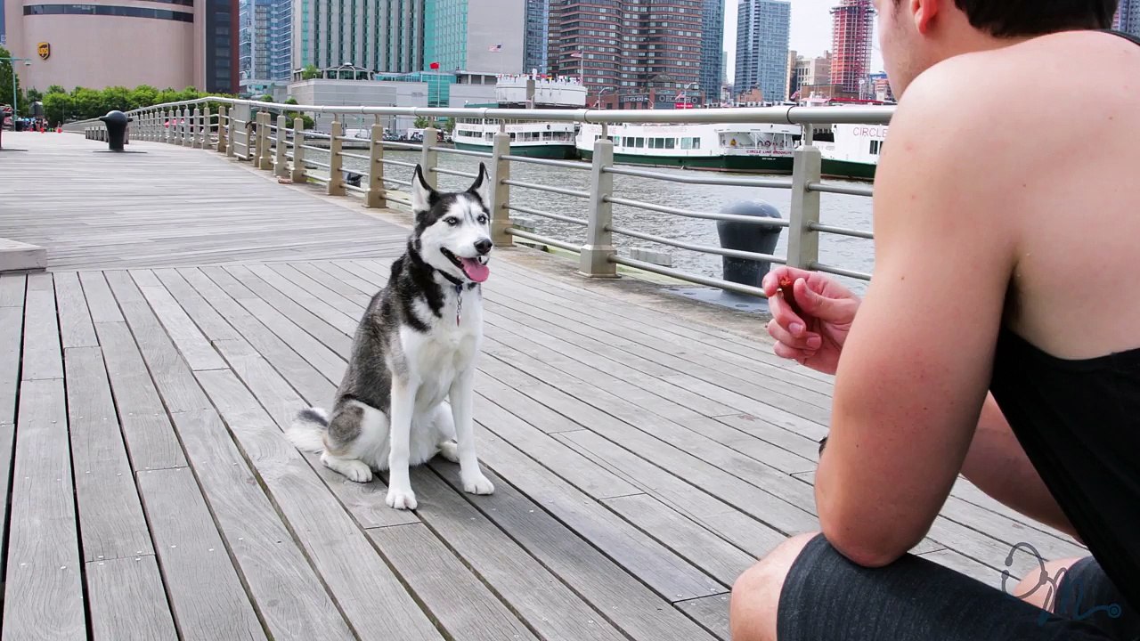 HOW TO TRAIN YOUR DOG FT. ROXY | Doctor Mike​
