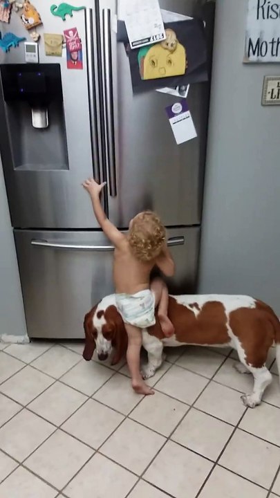 Ce jeune enfant et son chien s'unissent pour voler de la nourriture dans le réfrigérateur