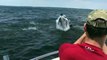 HumpBack Whale Breaches Extremely Close to Boat Off New Jersey