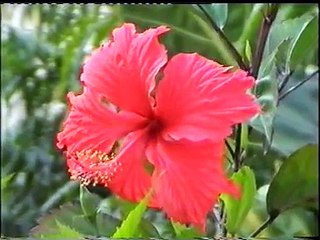 Uthaya 10th Birthday in Sembinar kovil