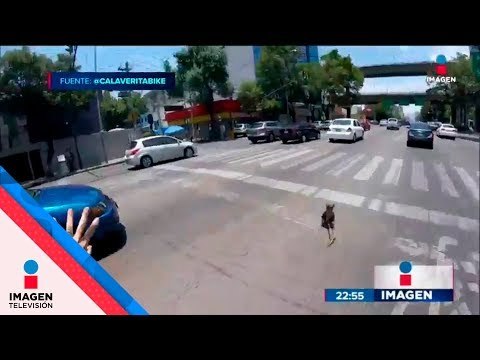 La verdad, lo que no supiste del perro que salvaron en Avenida Revolución | Noticias con Ciro