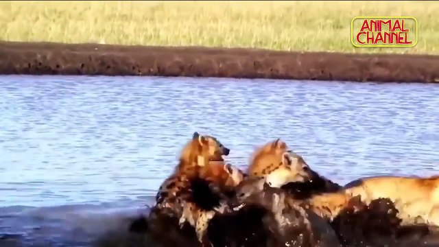 ANIMALS ATTACK Top 10 Most Deadly Animals in Africa including Lions Hippos Hyenas Elephant