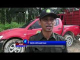 3 Gajah Jinak Bantu Giring Gajah Liar di Kebun Warga - NET5