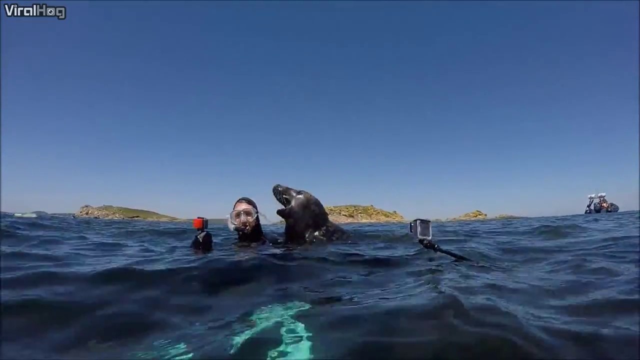 Cette otarie ne lache plus ce plongeur.. nouvel ami