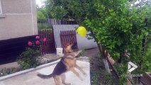 Ce berger allemand adore éclater des ballons