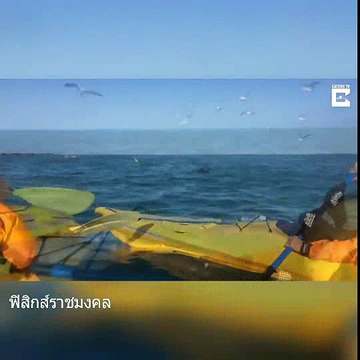 แมวน้ำขย้ำปลาหมึกยักษ์ ไอโฟนถ่ายชัด ช็อตธรรมชาติน่าตื่นตะลึง