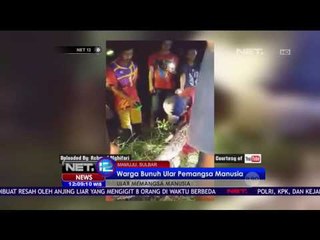Warga Bunuh Ular Pemangsa Manusia - NET12