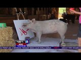 Lukisan Abstrak Mahal Buatan Seekor Babi asal Afrika Selatan - NET10