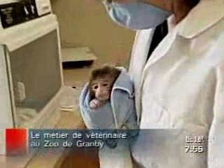 Vétérinaire au zoo de Granby