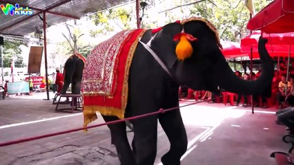 Chú voi con ở Bản Đôn - Xuân mai - Remix