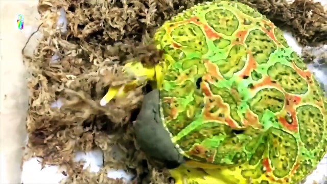 CHÚ VOI CON Ở BẢN ĐÔN ♪♫ NHẠC THIẾU NHI ♪♫ MỘT CON VỊT ♪♫ CON HEO ĐẤT ♪♫ CHÚ ẾCH CON